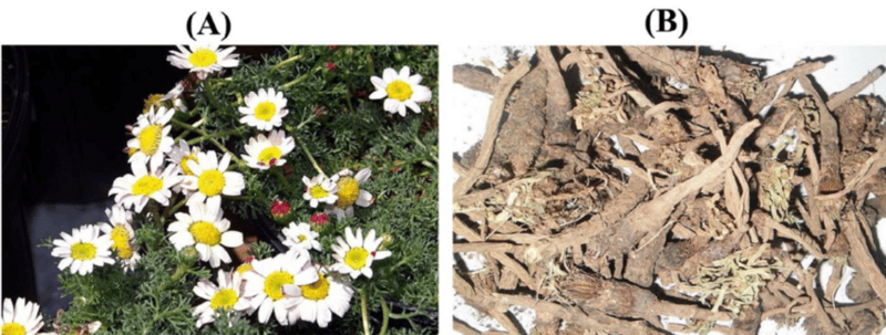 A. Anacyclus pyrethrum plant; B. Roots of Anacyclus pyrethrum